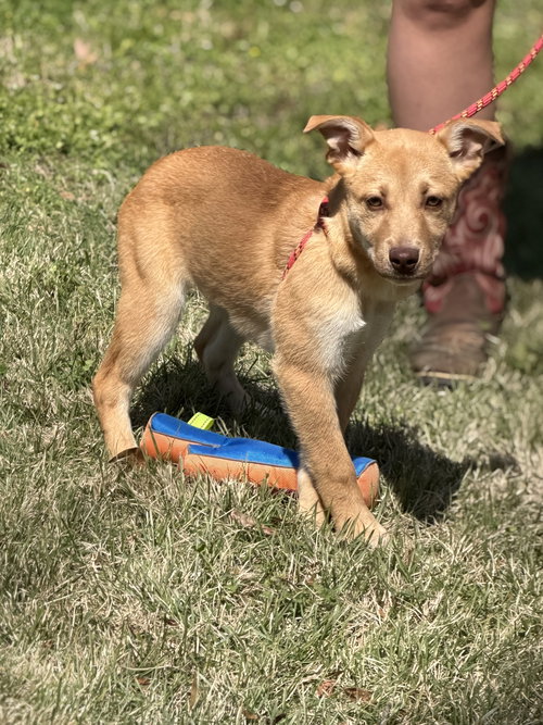 ALMOND, an adoptable Labrador Retriever in Yardley, PA