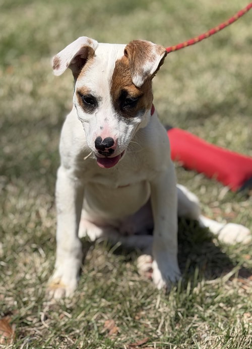 CASHEW, an adoptable Labrador Retriever in Yardley, PA