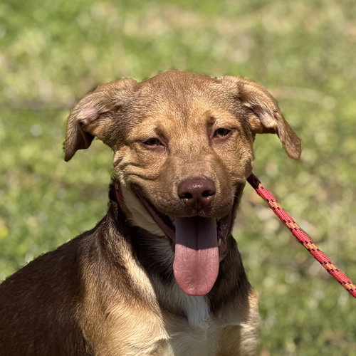 picture of the dog needing adoption