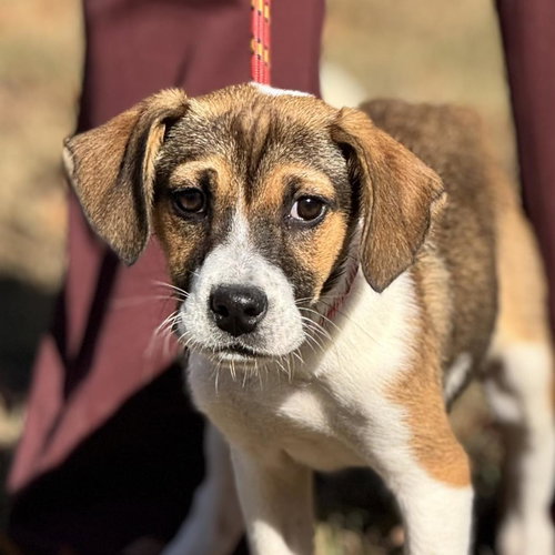 ROO, an adoptable Australian Shepherd in Yardley, PA