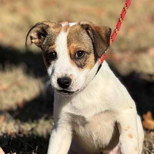 TIGGER, an adoptable Australian Shepherd in Yardley, PA