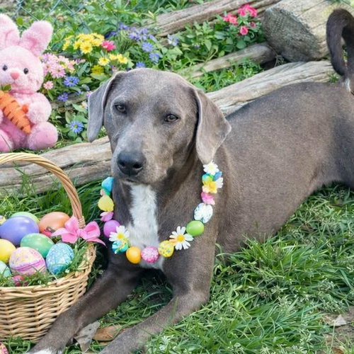 Livia, an adoptable Weimaraner in Yardley, PA