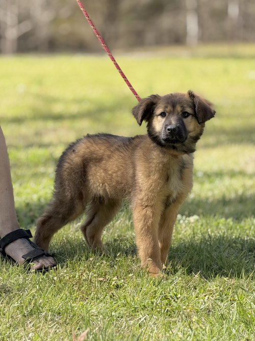 PADDY, an adoptable Shepherd in Yardley, PA