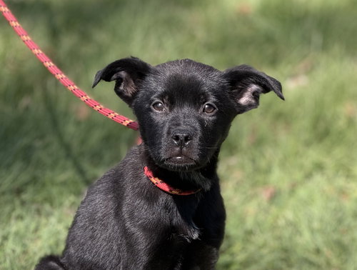 CLOVER, an adoptable Shepherd in Yardley, PA
