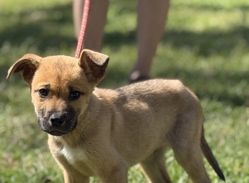 SHAMROCK, an adoptable Shepherd in Yardley, PA