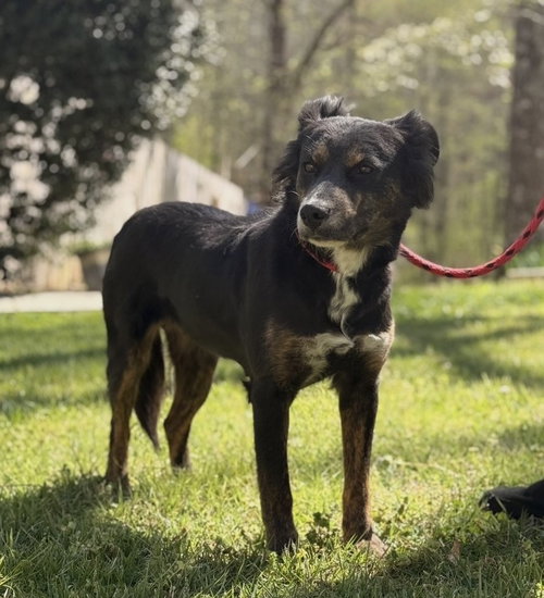 TULIP, an adoptable Australian Shepherd in Yardley, PA