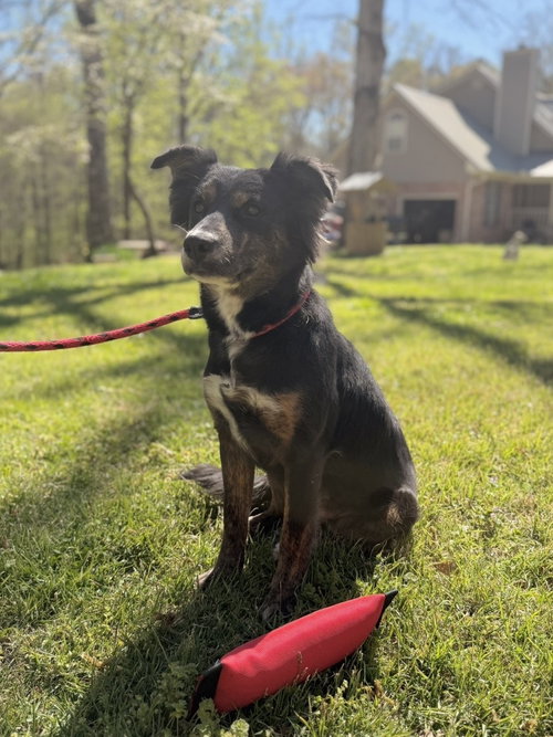 TULIP - Australian Shepherd / Shepherd available for adoption