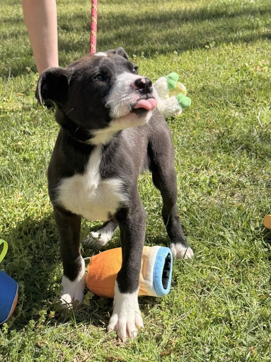 MAC