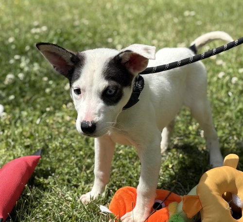 CANNOLI, an adoptable Terrier in Yardley, PA