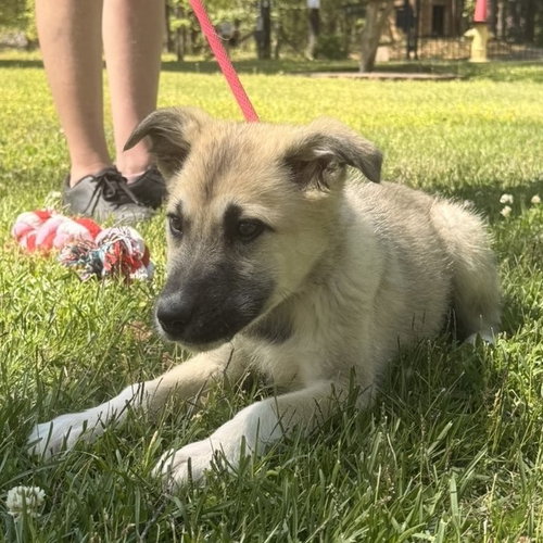 CUPID, an adoptable Great Pyrenees in Yardley, PA