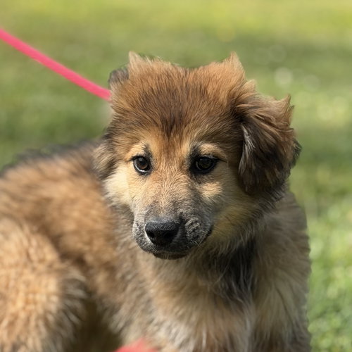 VALENTINO, an adoptable Great Pyrenees in Yardley, PA