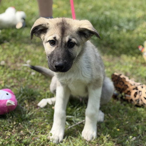AMIAS, an adoptable Great Pyrenees in Yardley, PA