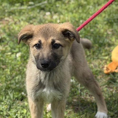 DOVE, an adoptable Great Pyrenees in Yardley, PA