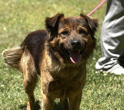 MILO, an adoptable German Shepherd Dog in Yardley, PA
