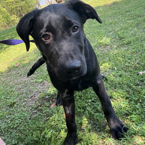 FINN HOPE - Belgian Shepherd Malinois available for adoption