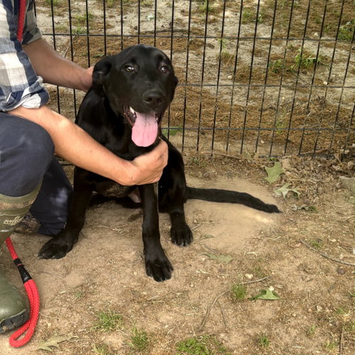 FINN HOPE - Belgian Shepherd Malinois available for adoption