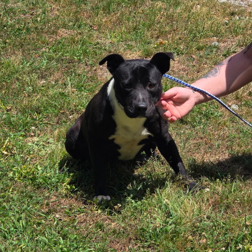 FELICIA HOPE  LOWER FEE - Terrier available for adoption