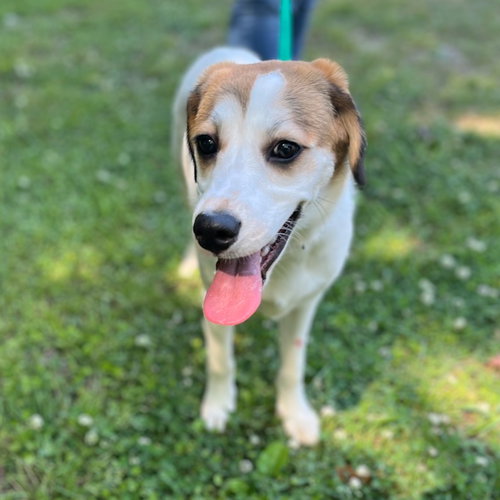 RUBY, an adoptable Shepherd in Yardley, PA