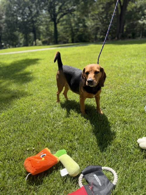 ACE, an adoptable Beagle in Yardley, PA