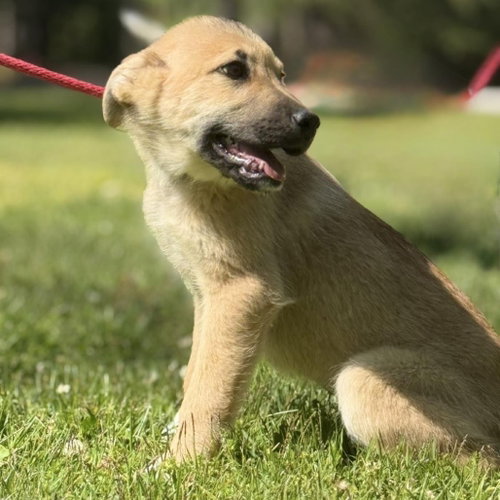 AMORE - Great Pyrenees / German Shepherd Dog available for adoption