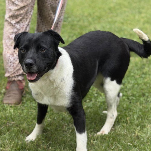 BALLENA  (LOWER FEE!) - Labrador Retriever / Terrier available for adoption