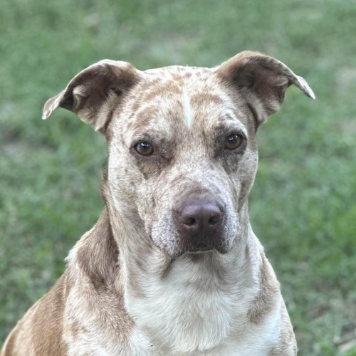 Bernadette, an adoptable Catahoula Leopard Dog in Yardley, PA