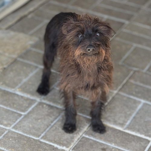 Billy-Ray, an adoptable Schnauzer in Yardley, PA