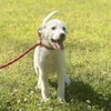 Bruce - Photo 2