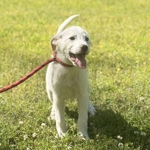 BRUCE - Great Pyrenees available for adoption