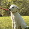 Bruce - Photo 4
