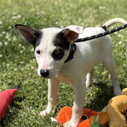 Cannoli, an adoptable Terrier in Yardley, PA