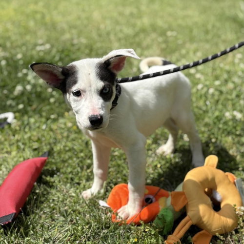CANNOLI - Terrier / Labrador Retriever available for adoption