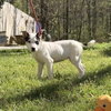 Cannoli - Photo 3
