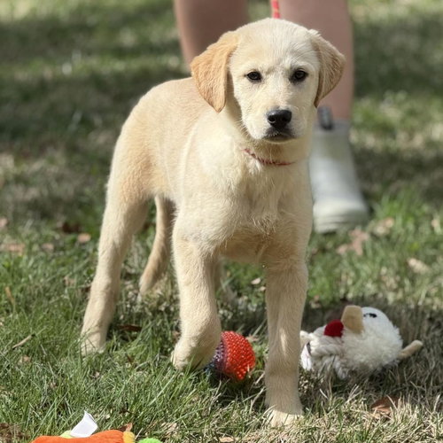 Coconut, an adoptable Great Pyrenees in Yardley, PA