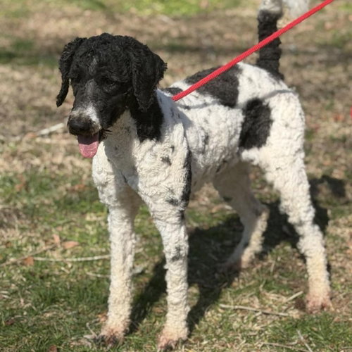 CURLY - Poodle (Standard) available for adoption