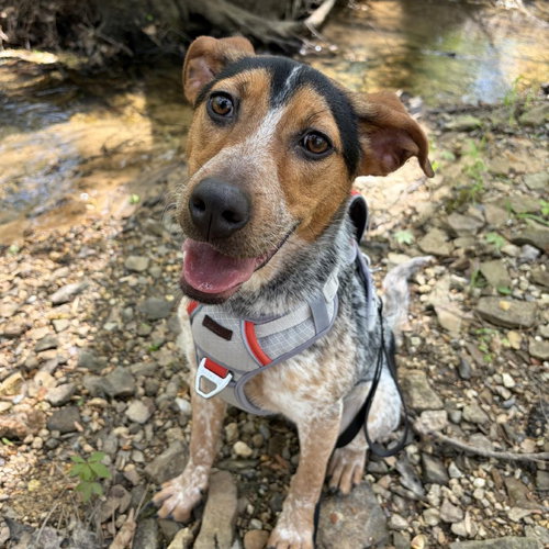 Darby, an adoptable Australian Shepherd in Yardley, PA