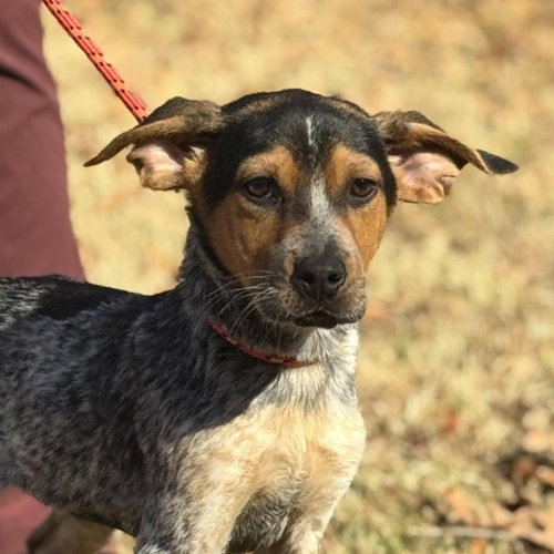DARBY - Australian Shepherd available for adoption