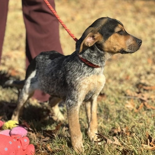 DARBY - Australian Shepherd available for adoption