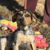 Darby - Photo 4