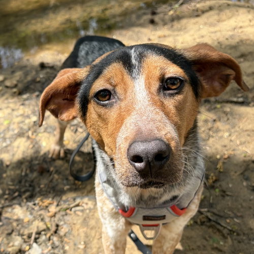 DARBY    LOWER FEE! - Australian Shepherd available for adoption