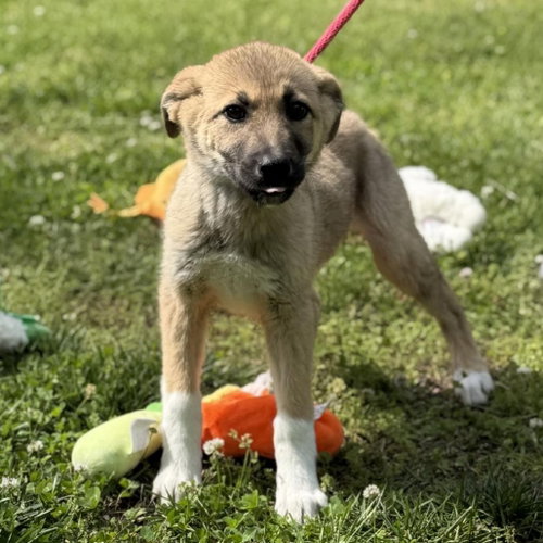 DOVE - Great Pyrenees / German Shepherd Dog available for adoption