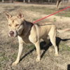 Dusty - Photo 3