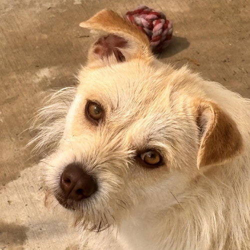 Ella, an adoptable Cairn Terrier in Yardley, PA