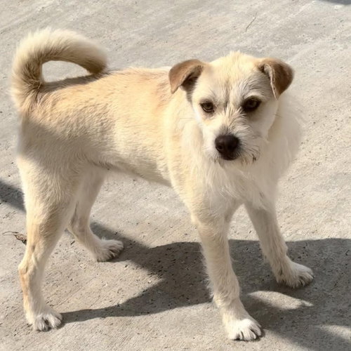 ELLA - Cairn Terrier available for adoption