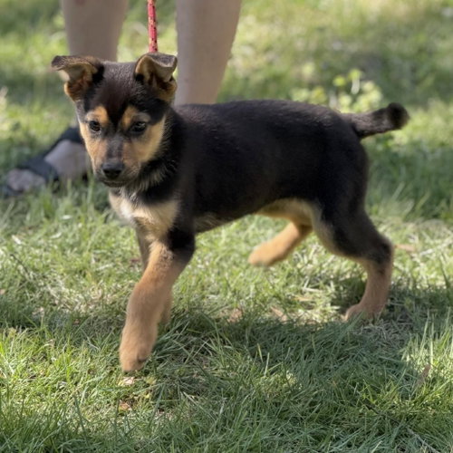 EMERALD - Shepherd available for adoption