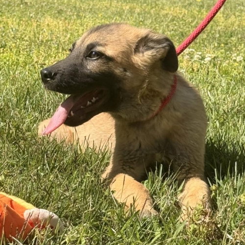 EROS - Great Pyrenees / German Shepherd Dog available for adoption