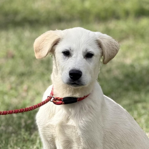 Frosty, an adoptable Great Pyrenees in Yardley, PA