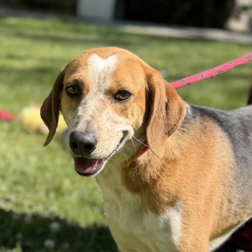 JOLENE - Treeing Walker Coonhound available for adoption