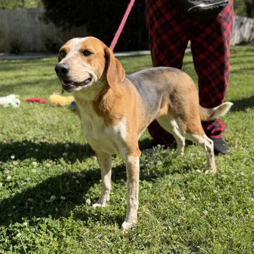 JOLENE - Treeing Walker Coonhound available for adoption