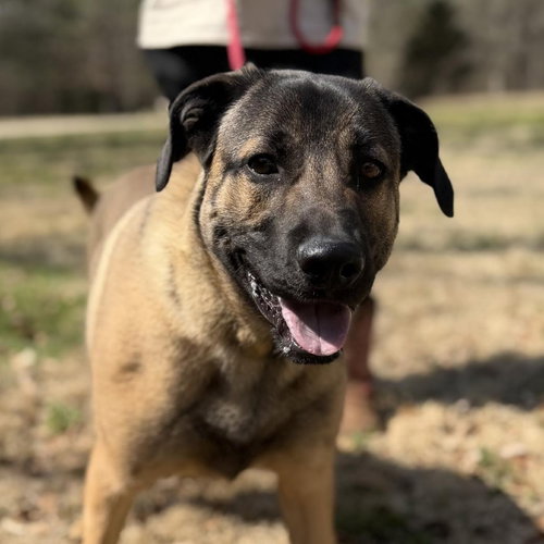 King, an adoptable Shepherd in Yardley, PA